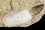 Two Rooted Mosasaur (Prognathodon) Teeth In Rock #150168-3